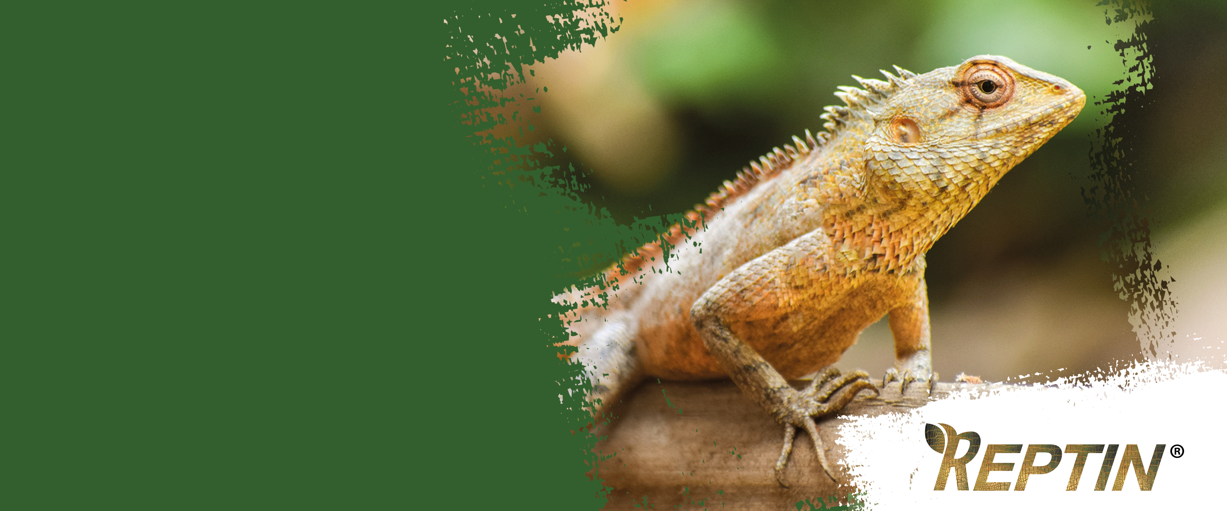 Tier, Leguan, Echse, Reptil