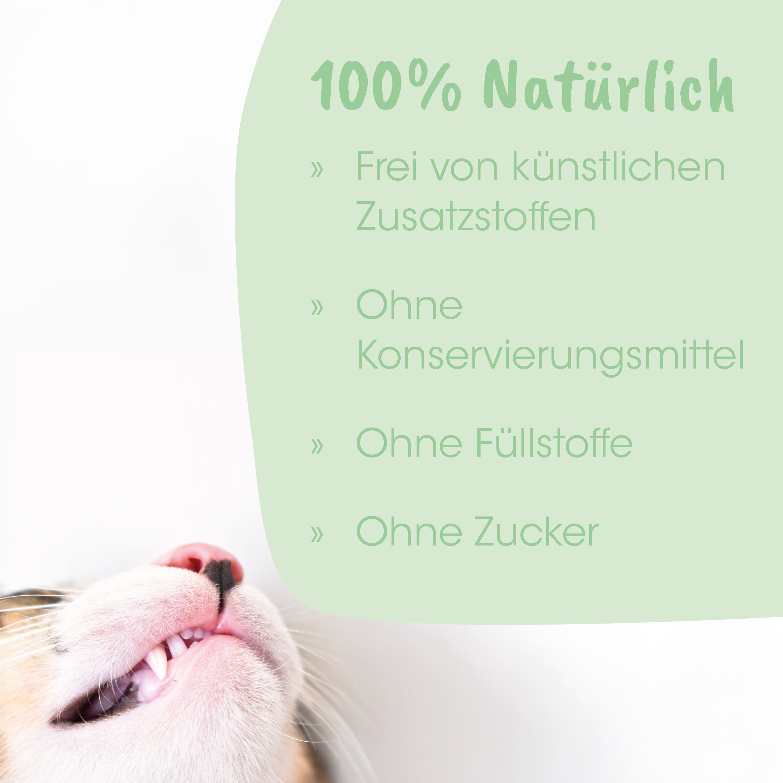 katzengesicht, zahnpflege, katze, zahnbelag?, tierpflege