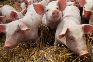 Kat-Seite-Agrar-4 Tier, Säugetier, Schwein