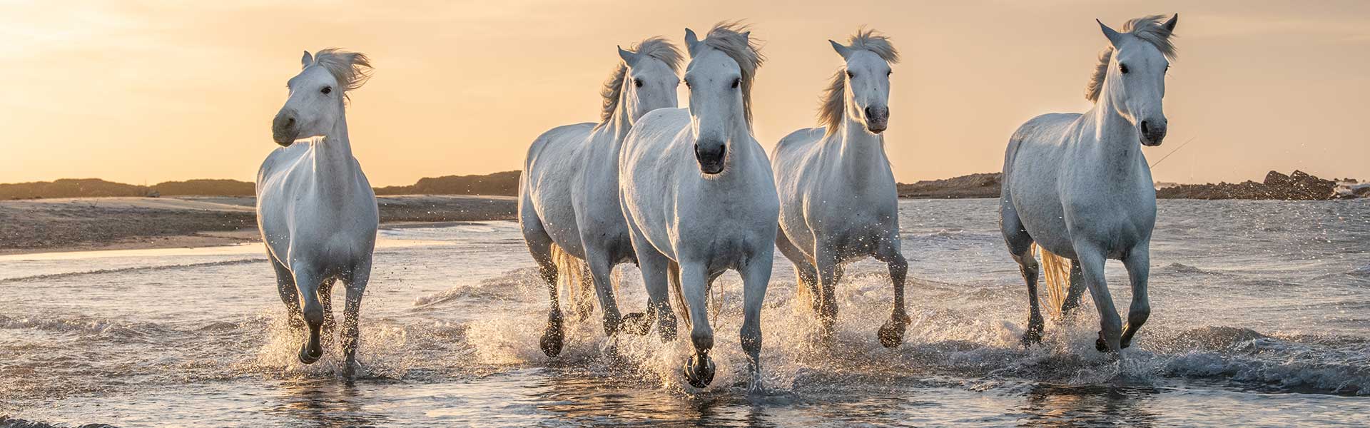 Headbanner_Equigreen