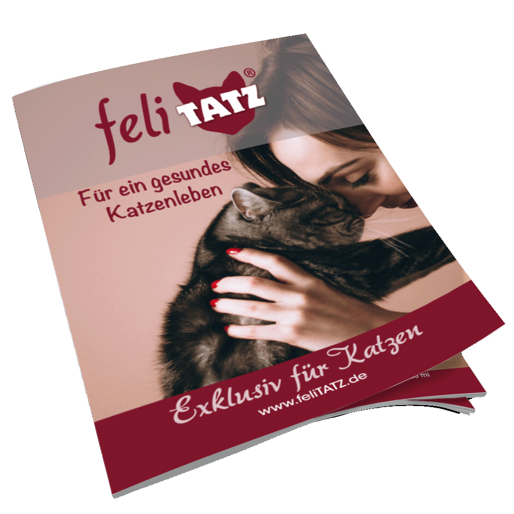 Broschüre feliTATZ;  24 Seitig; DIN A5 Broschüre feliTATZ;  24 Seitig; DIN A5