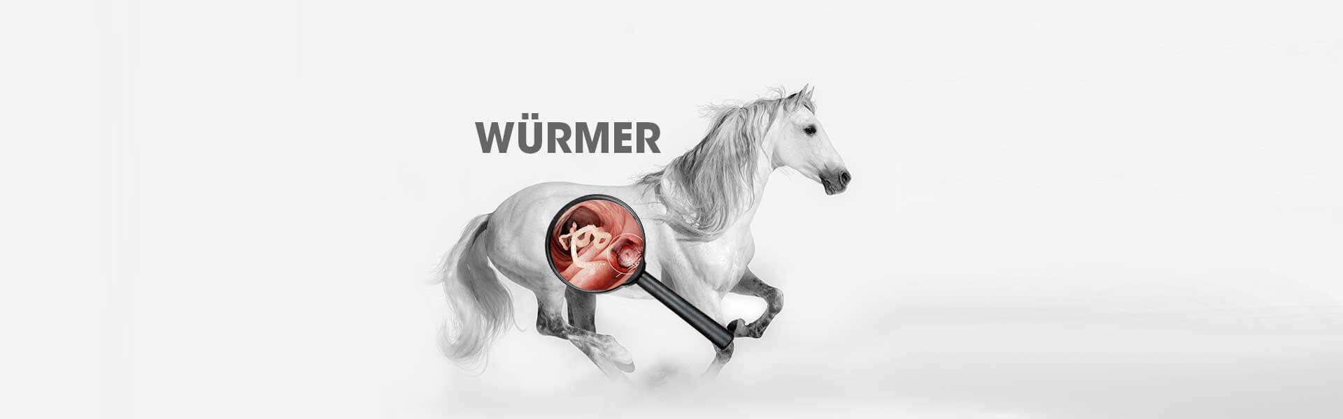 Pferde-Würmere-header