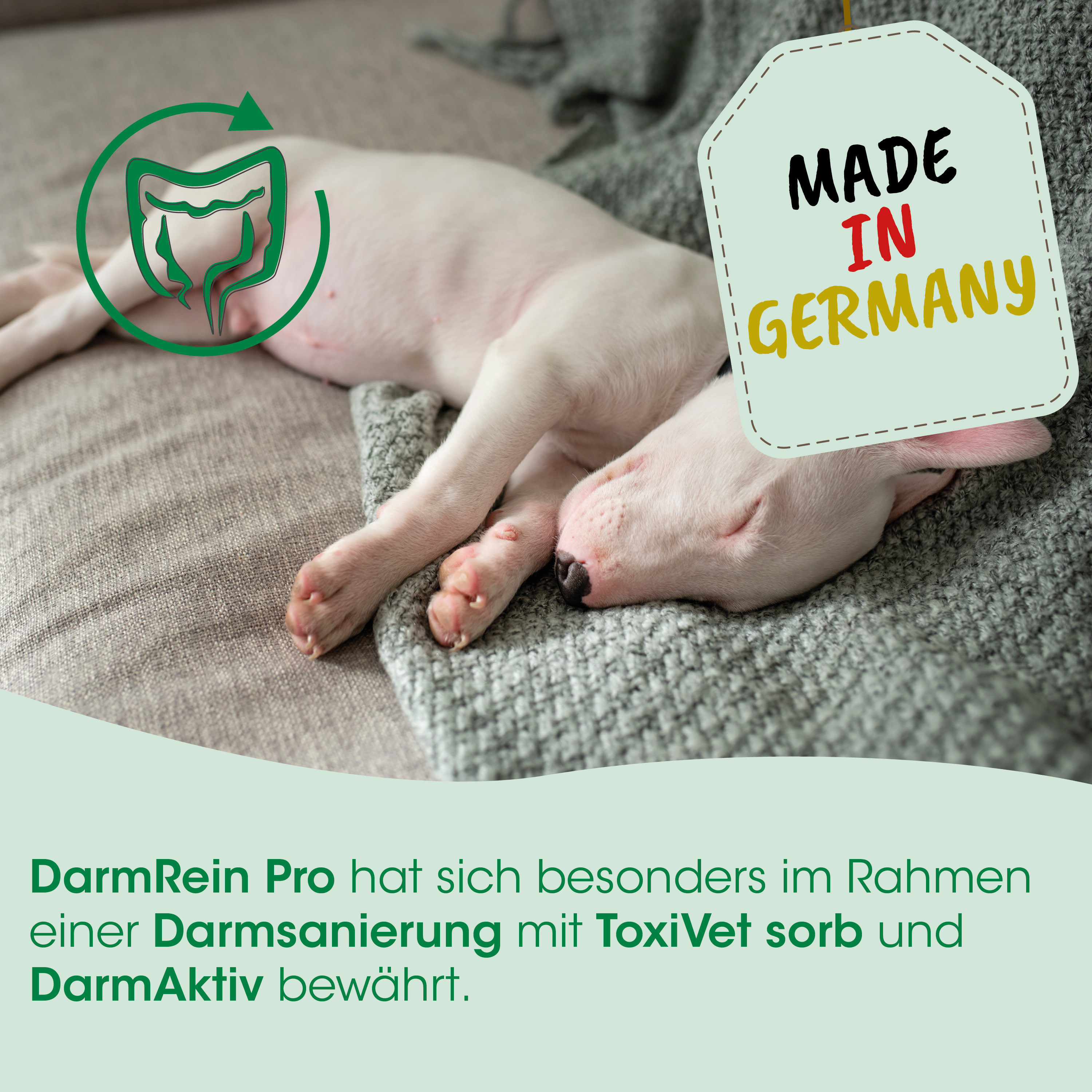 puppy, weisser welpe, hundebild, decken blanket, hergestellt in deutschland
