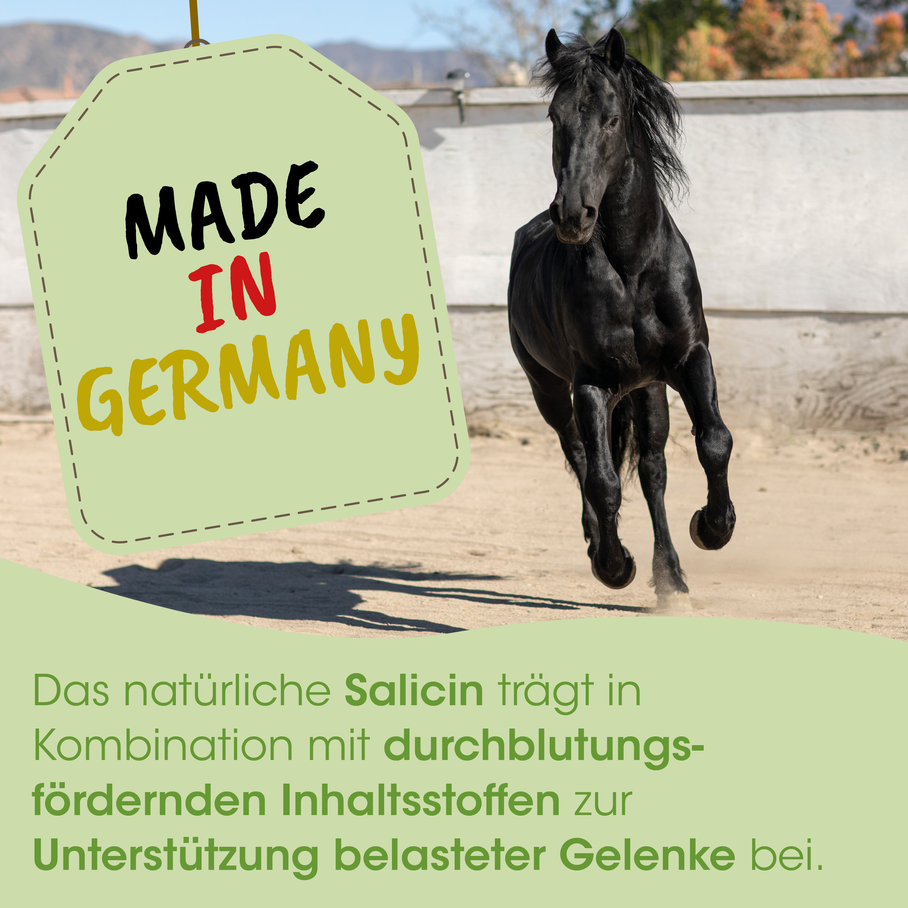 Pferd, schwarz, Pferd/Reittier, gepflegt, Laufend