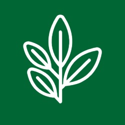 blatt, pflanze, grün, symbol, natur