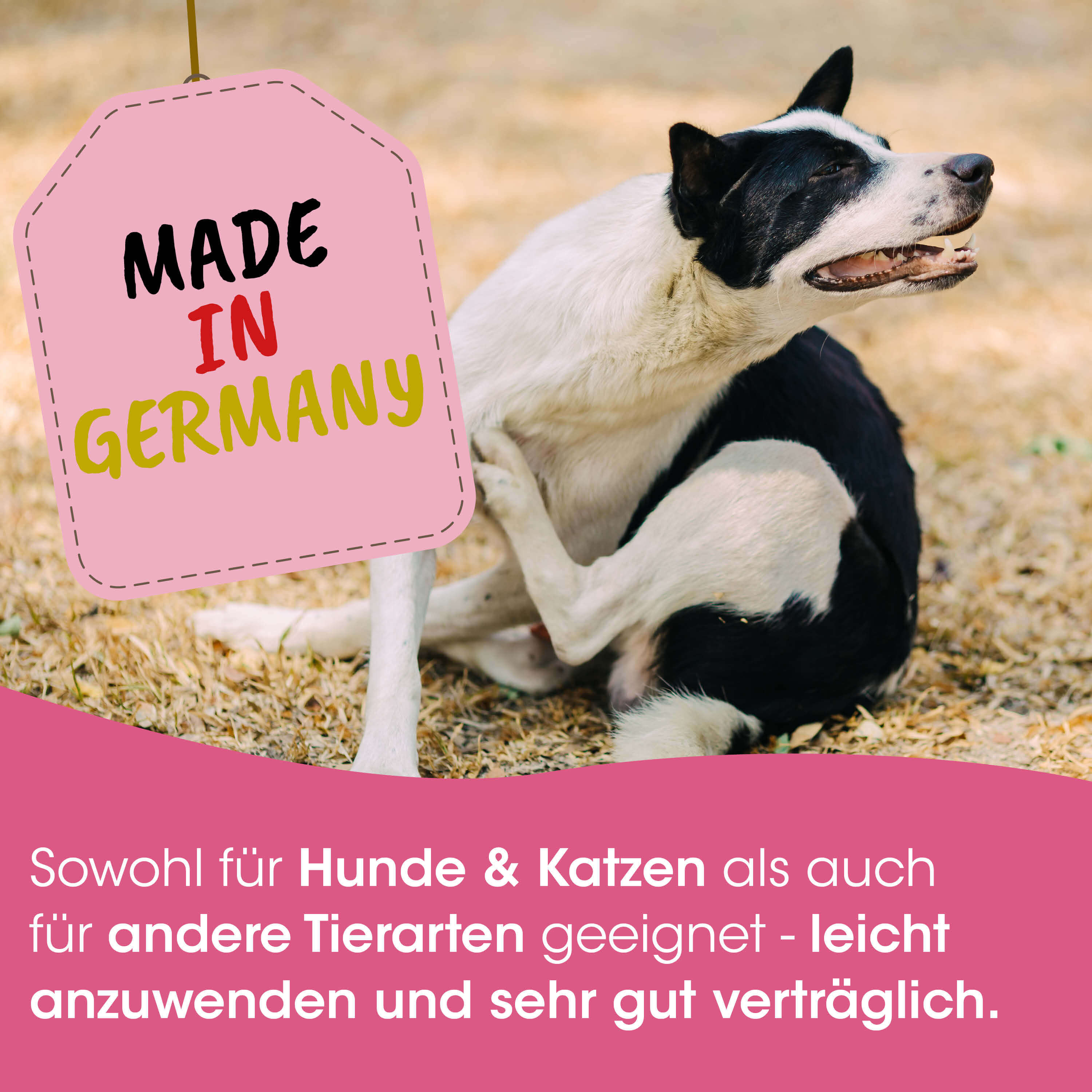 Hund, schwarz-weiß, kurzes Fell, liegt, Made in Germany