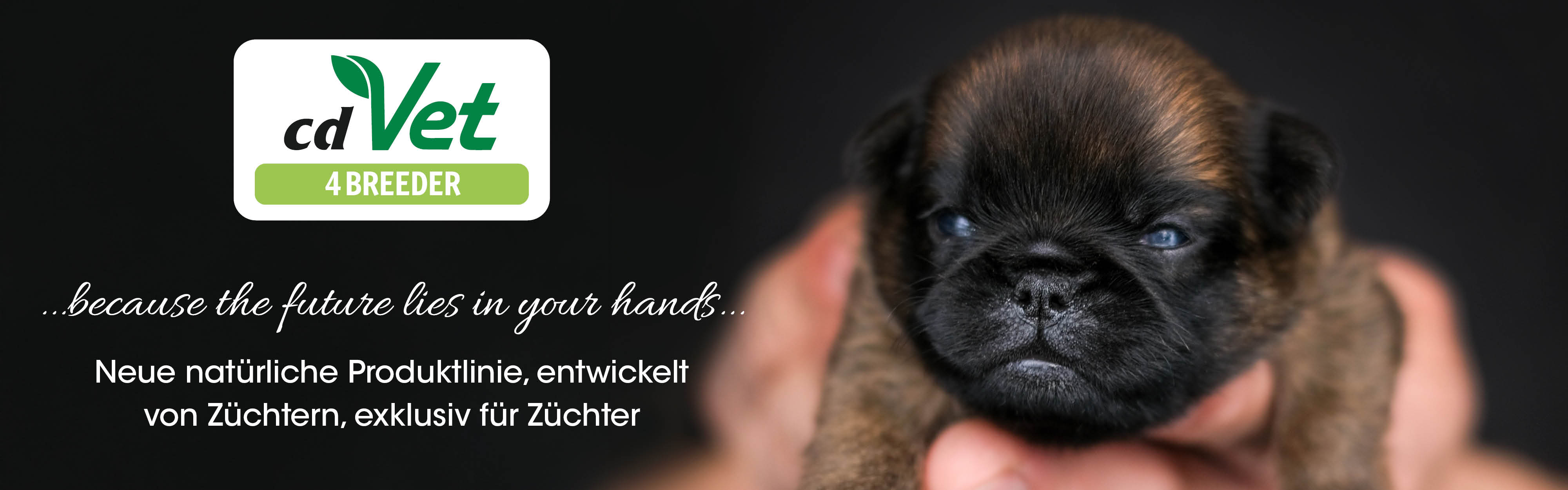 Hund, Haustier, Welpe, Boxer, Hund, Haustier, Welpe, Boxer, Hund, Haustier, Welpe, Boxer