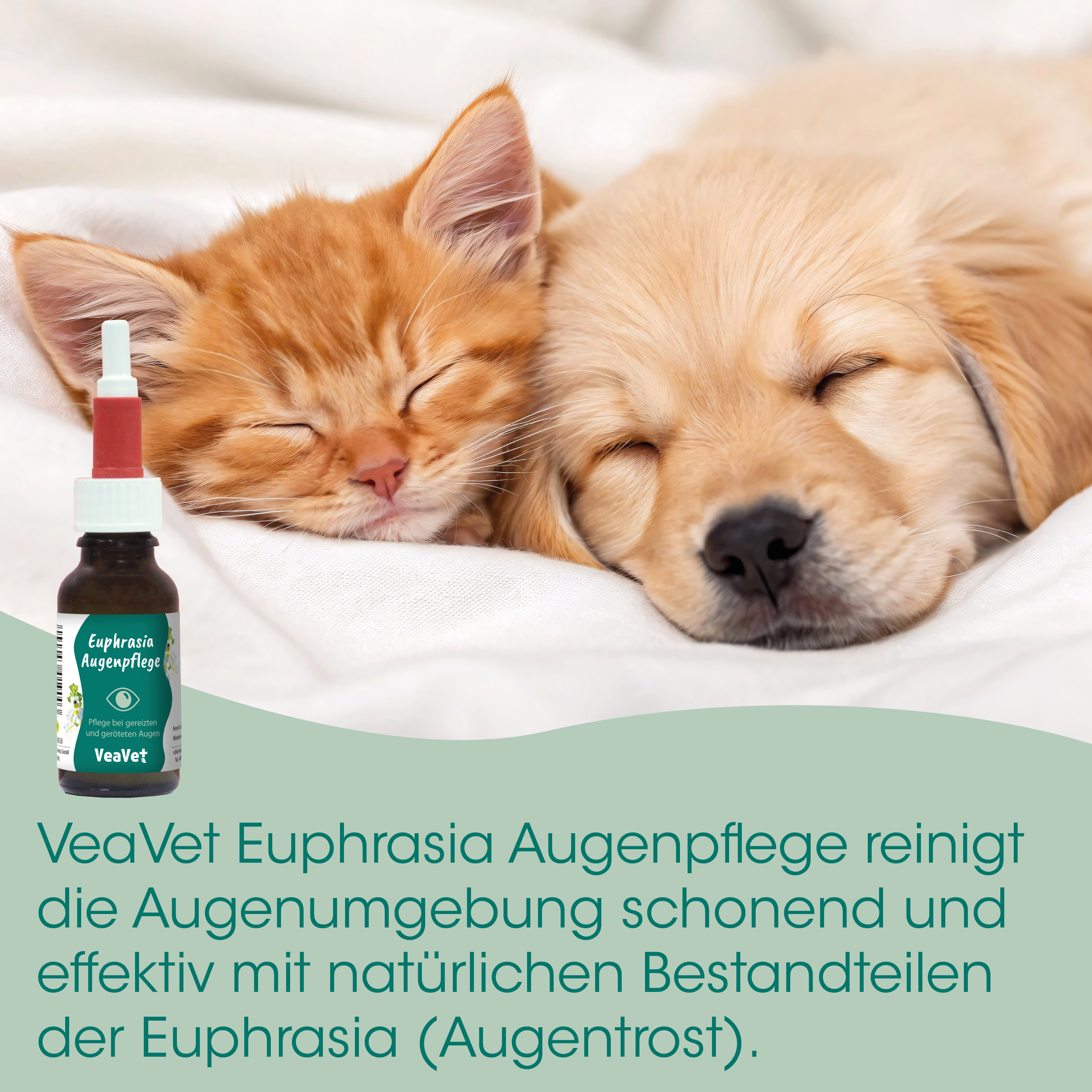haustier, katz, augenpflege, tropfen, flasche