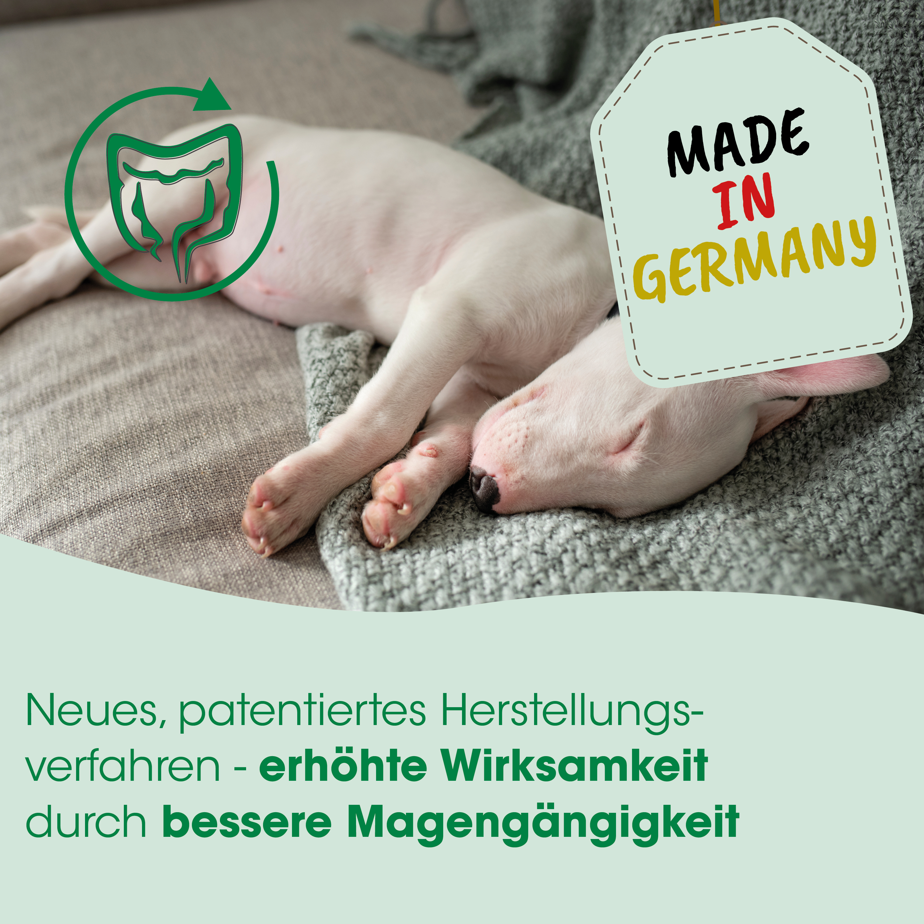 Hund, Schlafend, weiß, Pfoten, Made in Germany