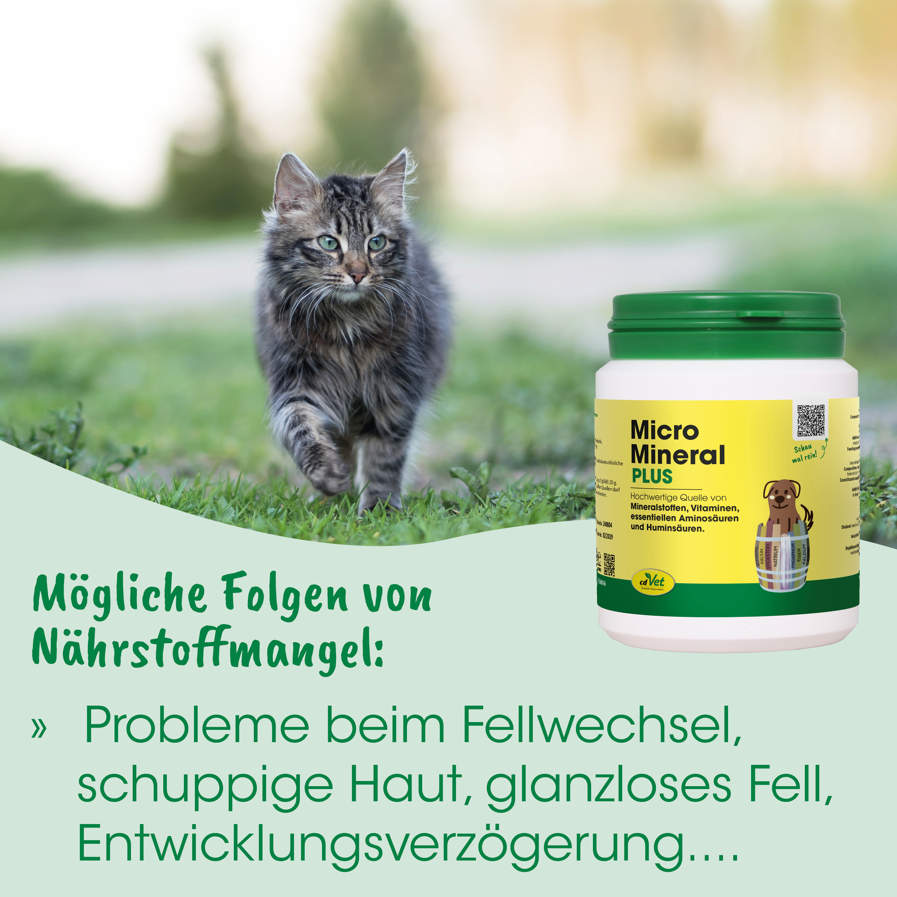 Katzenbild, Katze, Nahrungsergänzung, Tierfutter, Mineralien
