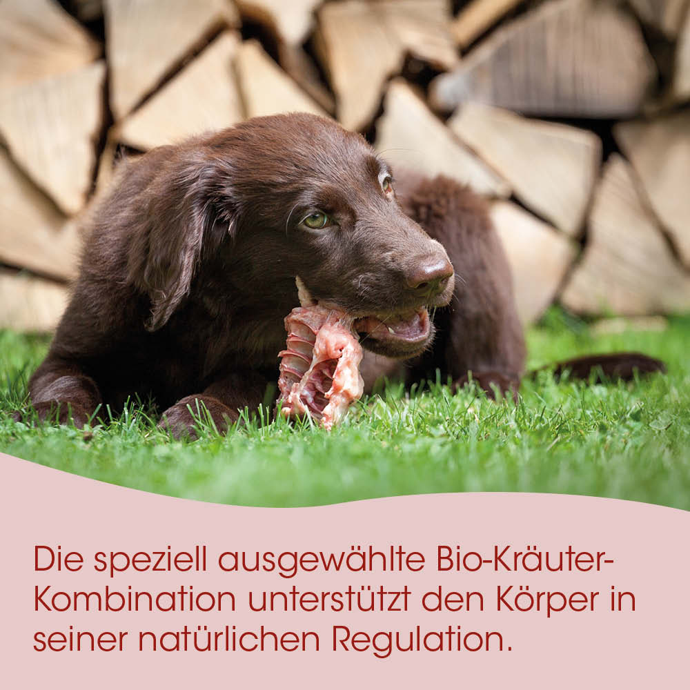 Hund, Welpe, Knochen, Kauen, Braun