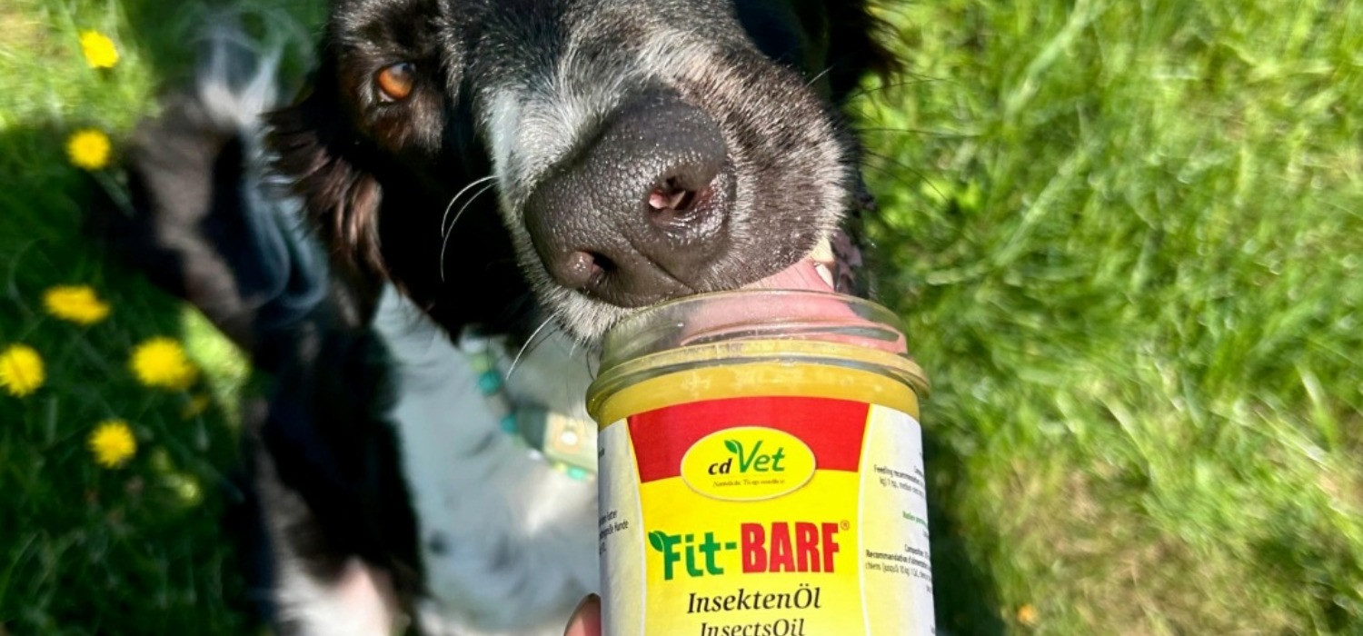 Hund, Nase, Insektenöl, Flasche, Gras