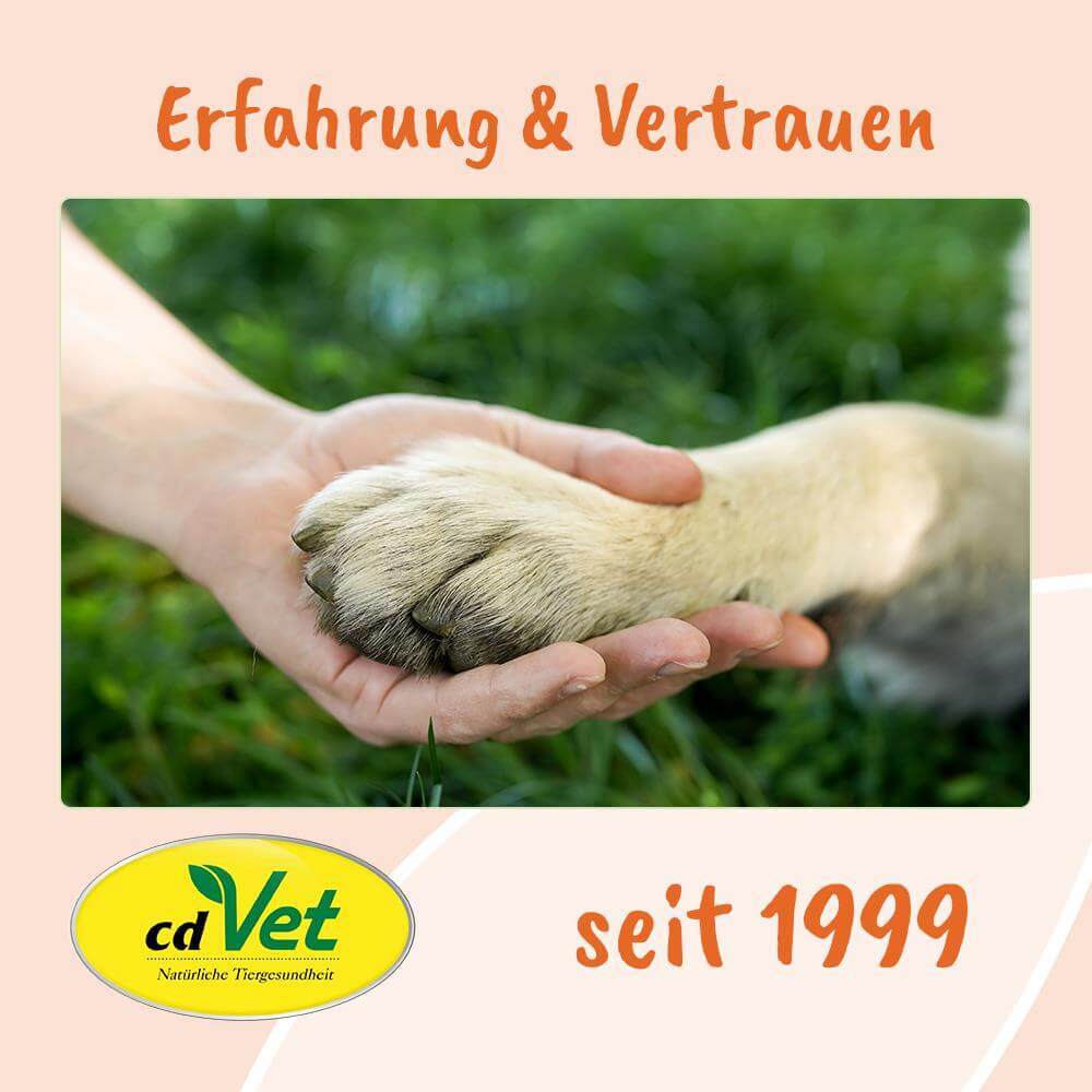 Pfote, Hund, Tierarzt, Hände, Berührung