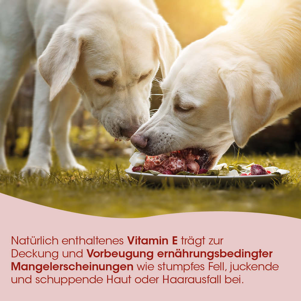 Hund, Futter, Knochen, Hunde, Futterplatte