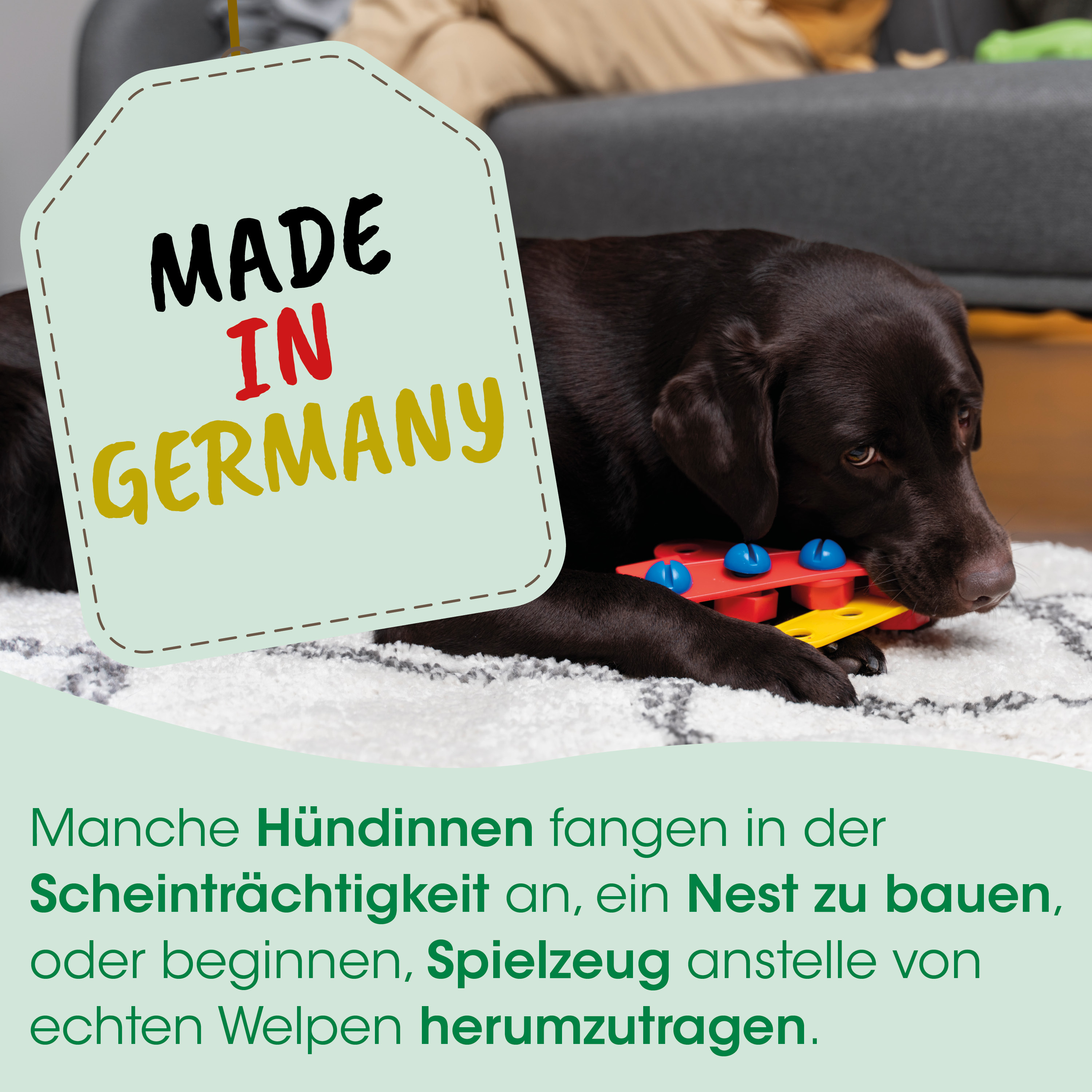 Hund, Spielzeug, Gummi, Knochen, Halsband