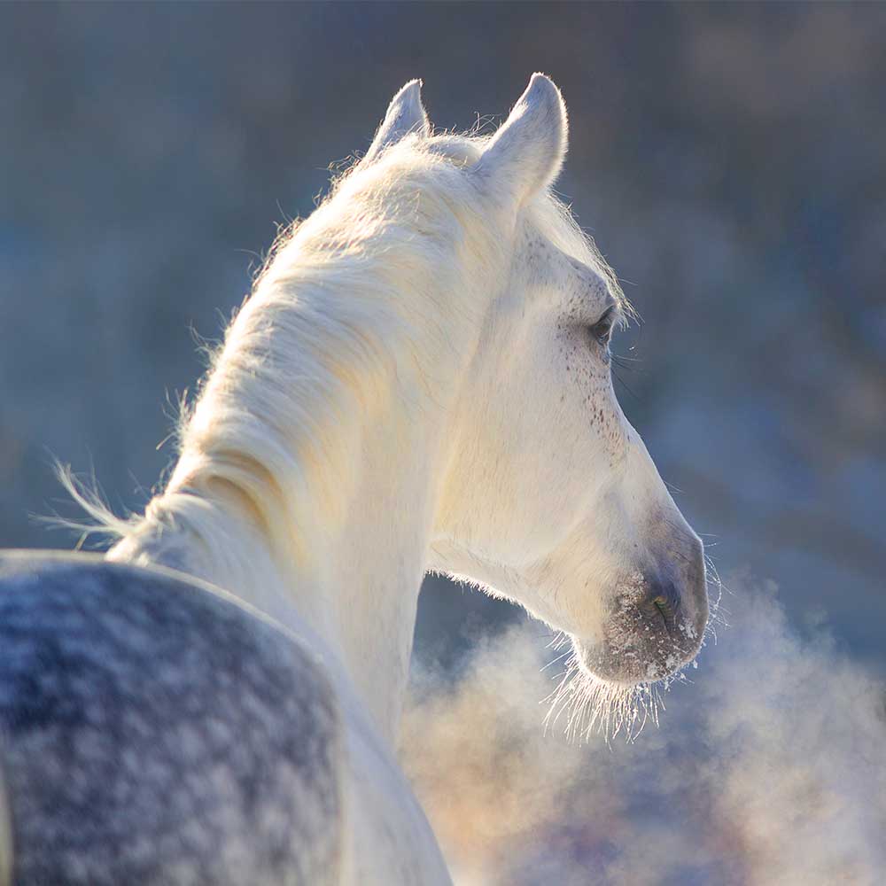 atemwege-header-mobil atemwege-header-mobil