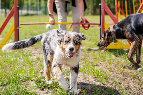 Hundespielplatz_2022_500x333px Hundespielplatz_2022_500x333px