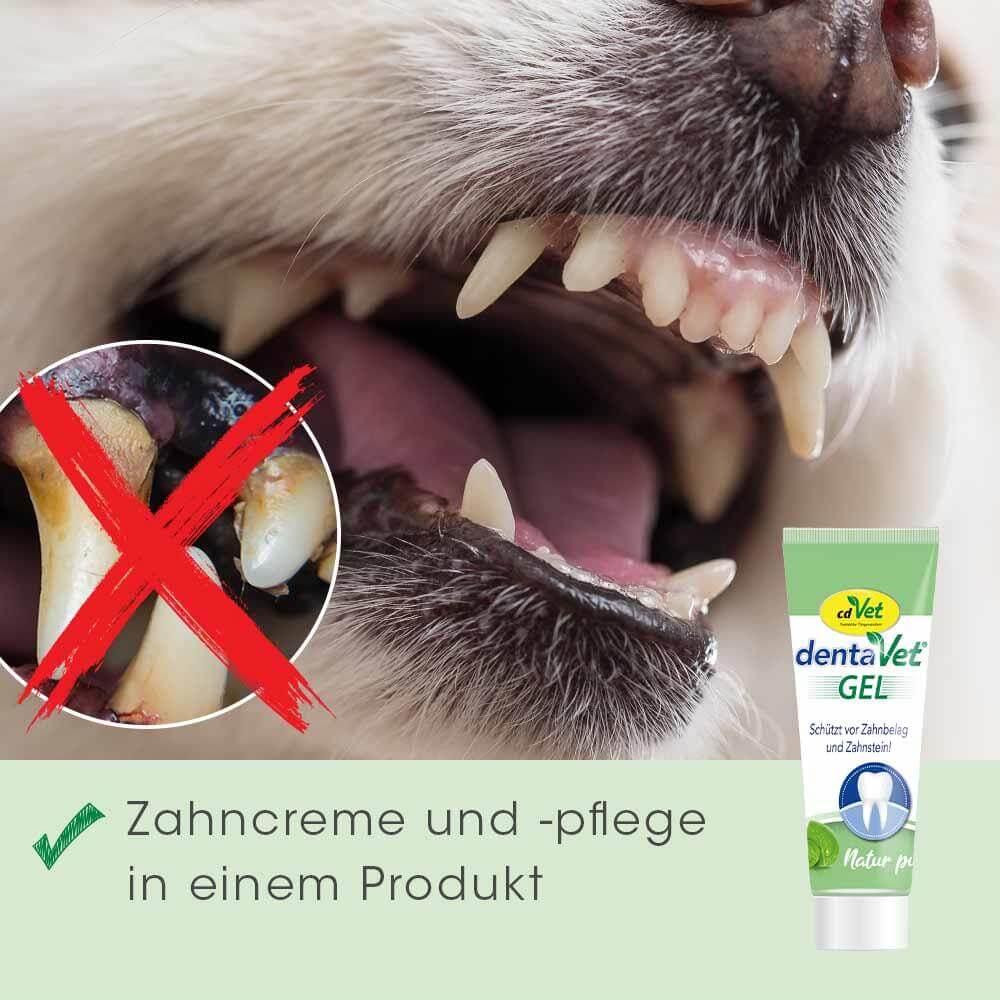 dog, Zähne, Zahnfleisch, Zahnpflege, Mundgesundheit