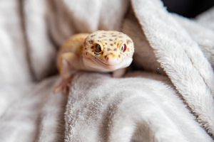 Banner Kleintiere-17 Tier, Gecko, Eidechse, Reptil