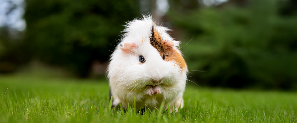 Banner_Kat_Kleintiere_Desktop Gras, Pflanze, Säugetier, Ratte, Nagetier