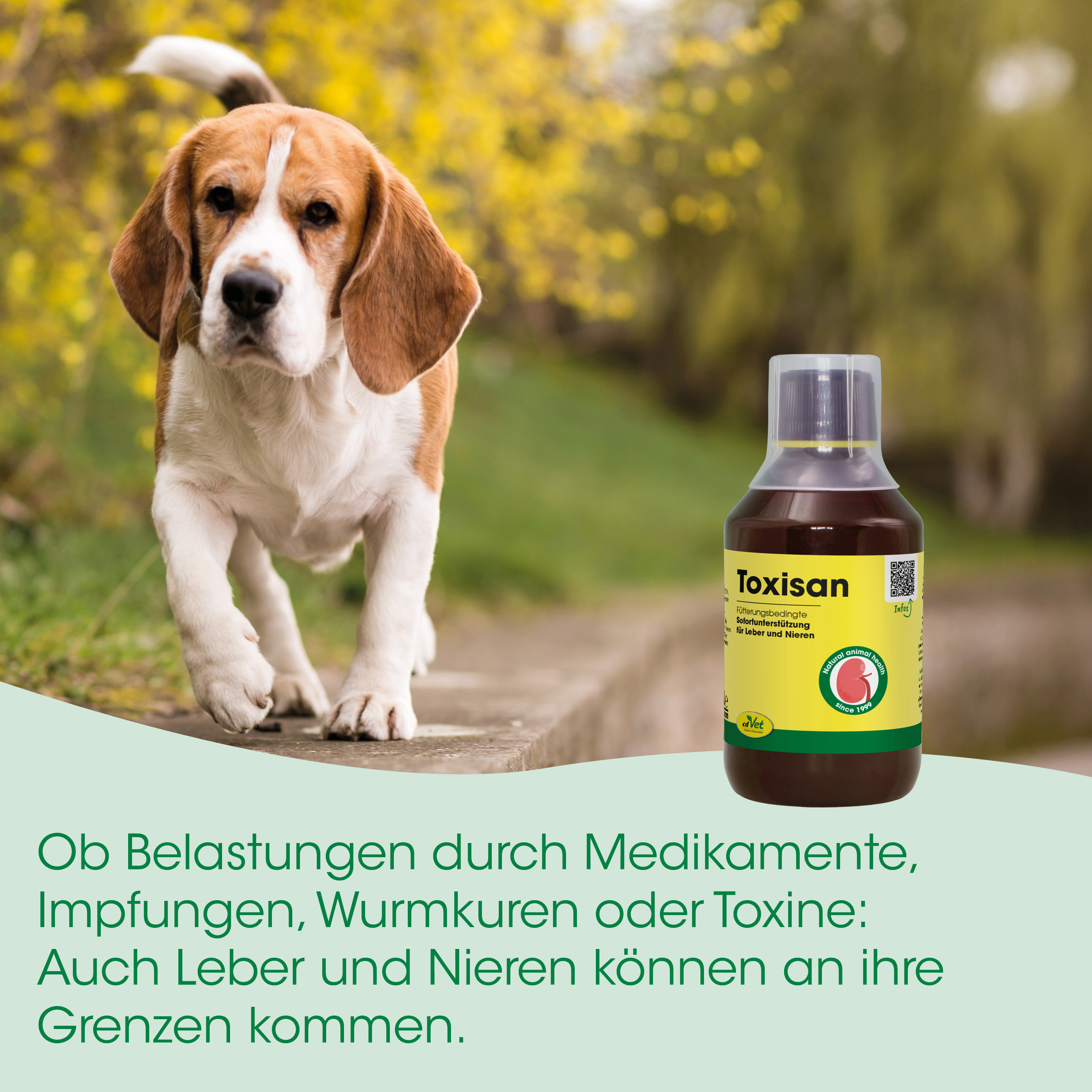 Hund, Behandlung, Medikament, Toxisan, Flasche
