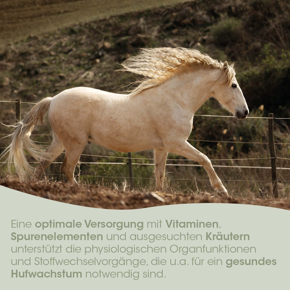 Pferd, Lagerung, Springen, Pferd in Bewegung, Bewegung Pferd