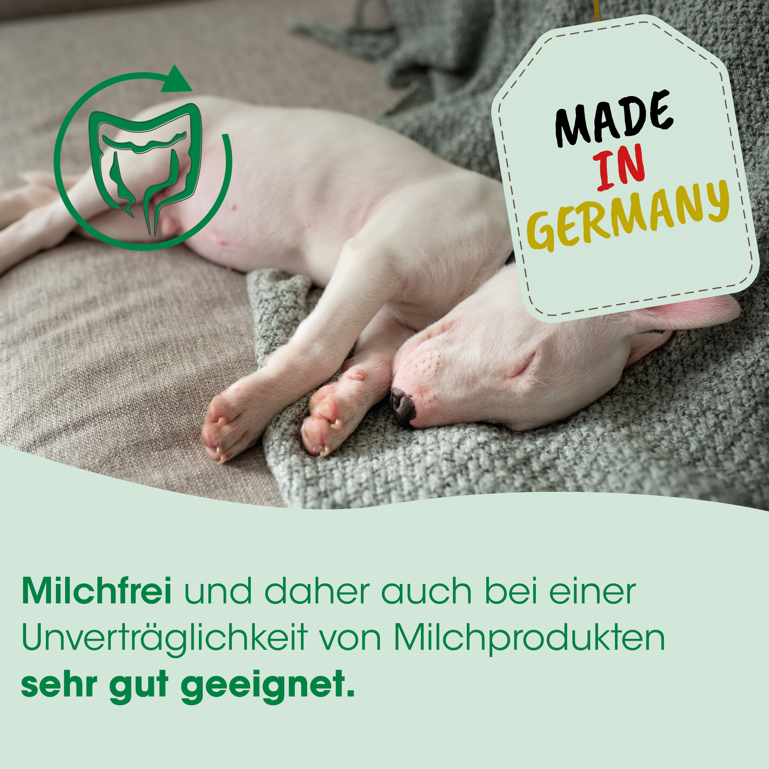 Hund, Pflege, Milchfrei, Kissen, Schlafplatz