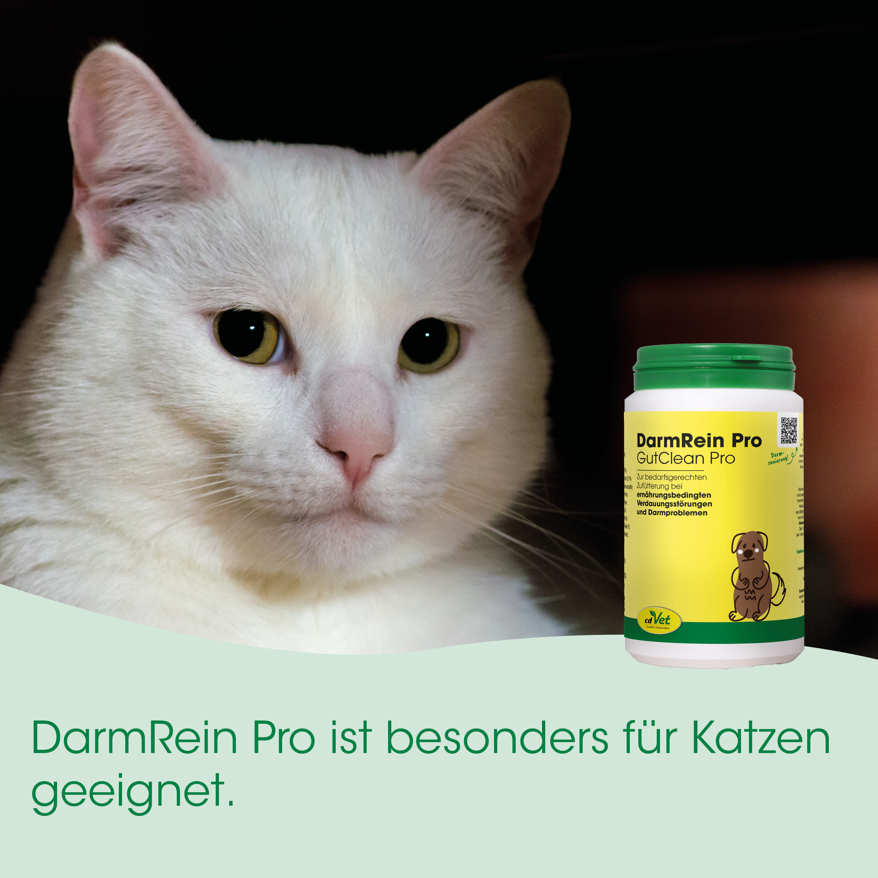  Katze, Weiß, Haustier, Medizinprodukt, Kot/Verstopfung?