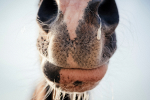 Schnauze, Tier, Katze, Säugetier, Haustier