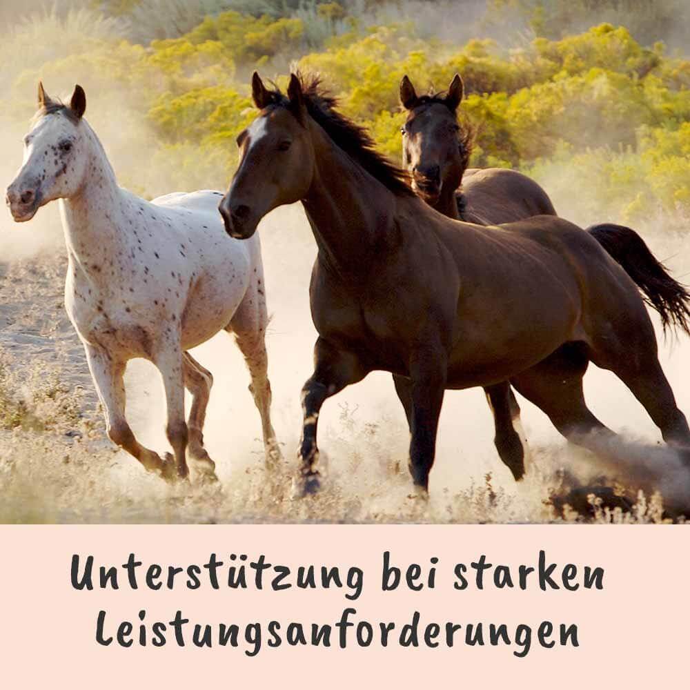 Pferd, Pferde, braunes Pferd, weißes Pferd, Staubiger Weg
