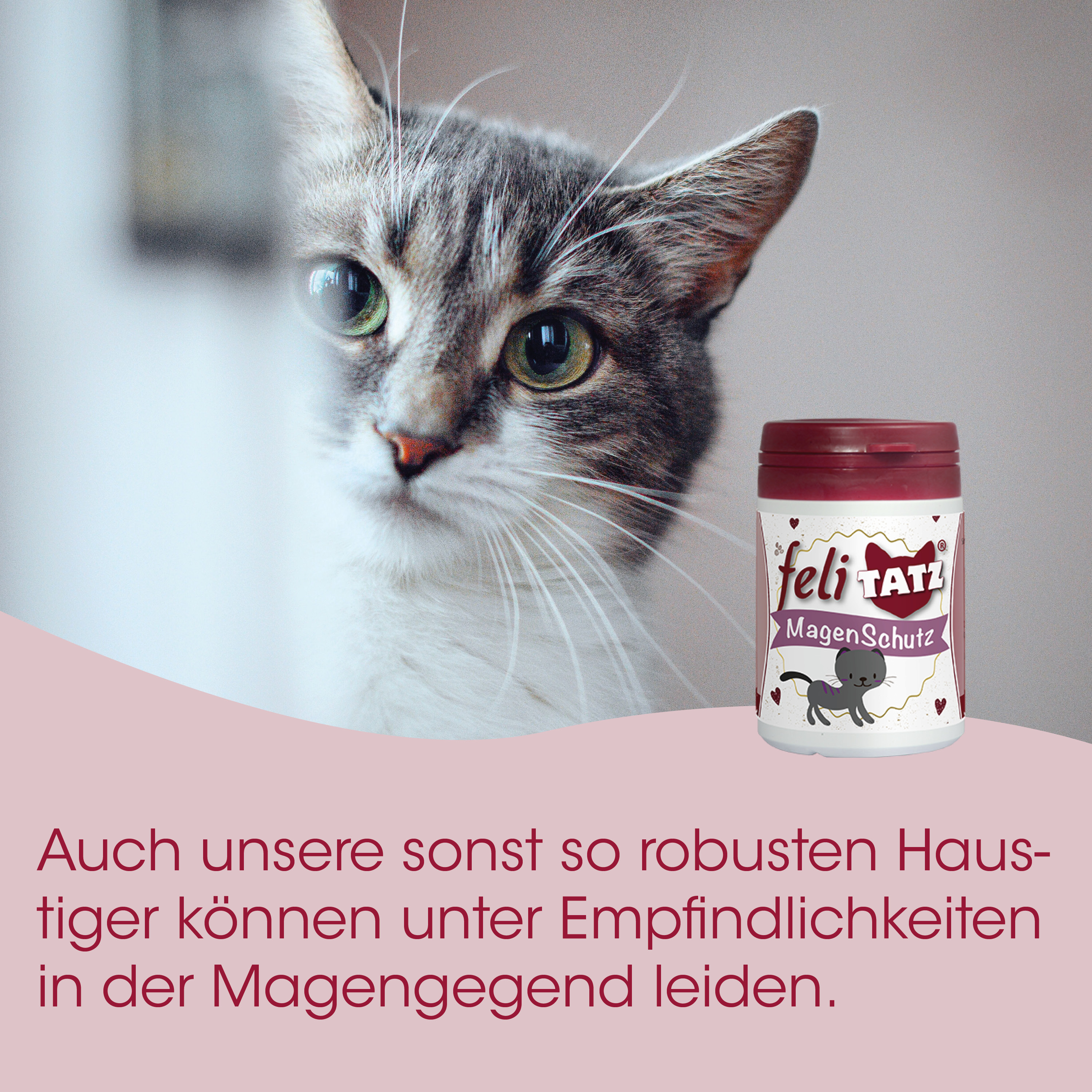 katze, katzenfutter, magenschutz, präparat, haustier supplement