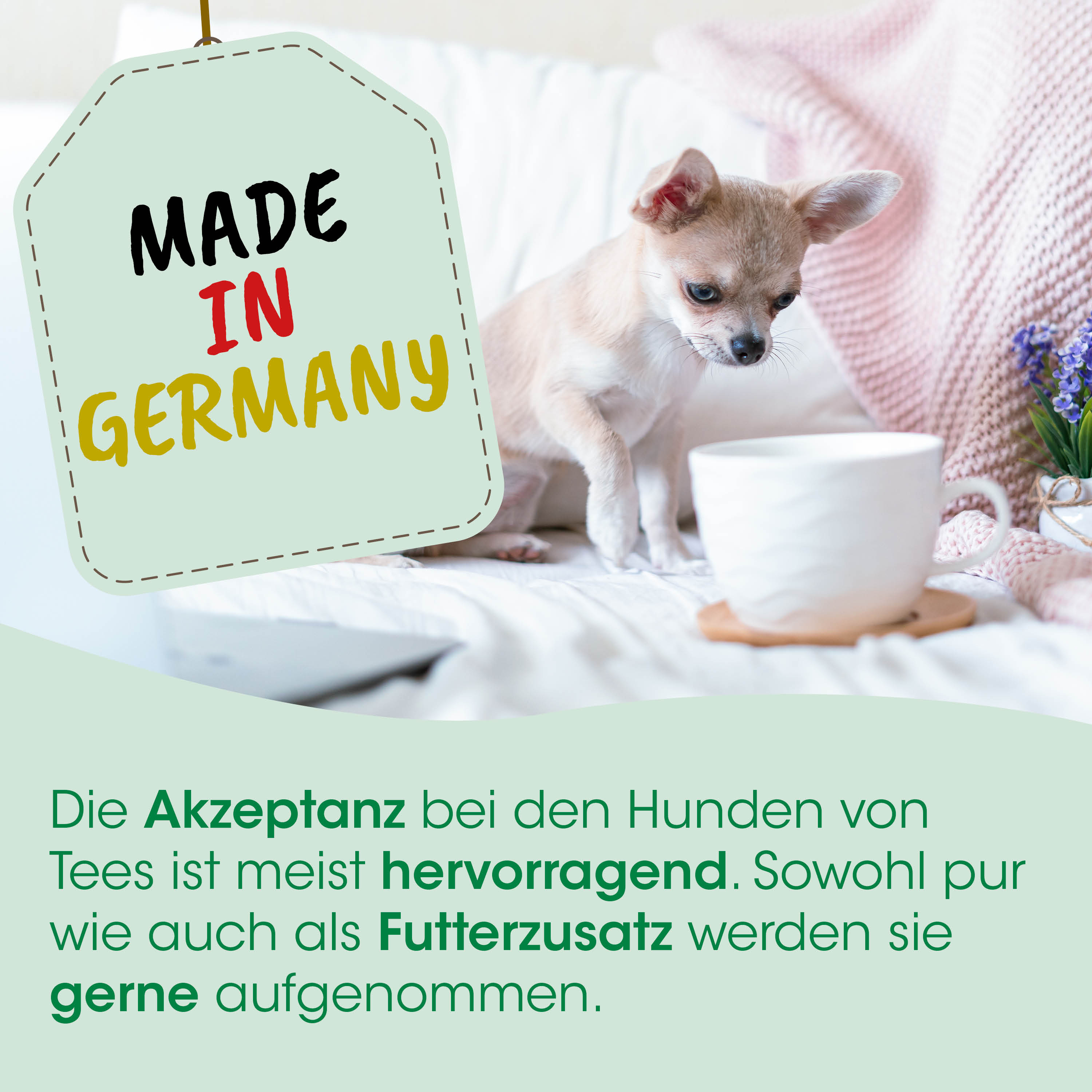 Chihuahua, Hündchen, Tasse, Milchkaffee, Made in Germany