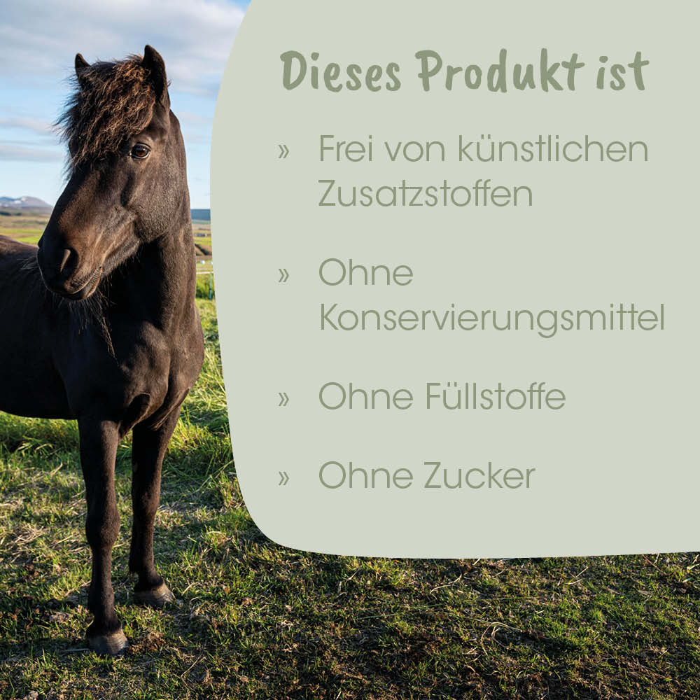 Pferd, Hengst, Tier, Weide, Schwarz