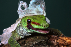 Banner Kleintiere-20 Reptil, Schlange, Echse, Gecko, Grüne Echse