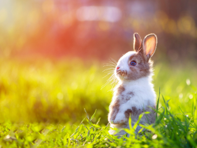 Themenseite Kleintiere-3 Tier, Hase, Säugetier, Nagetier