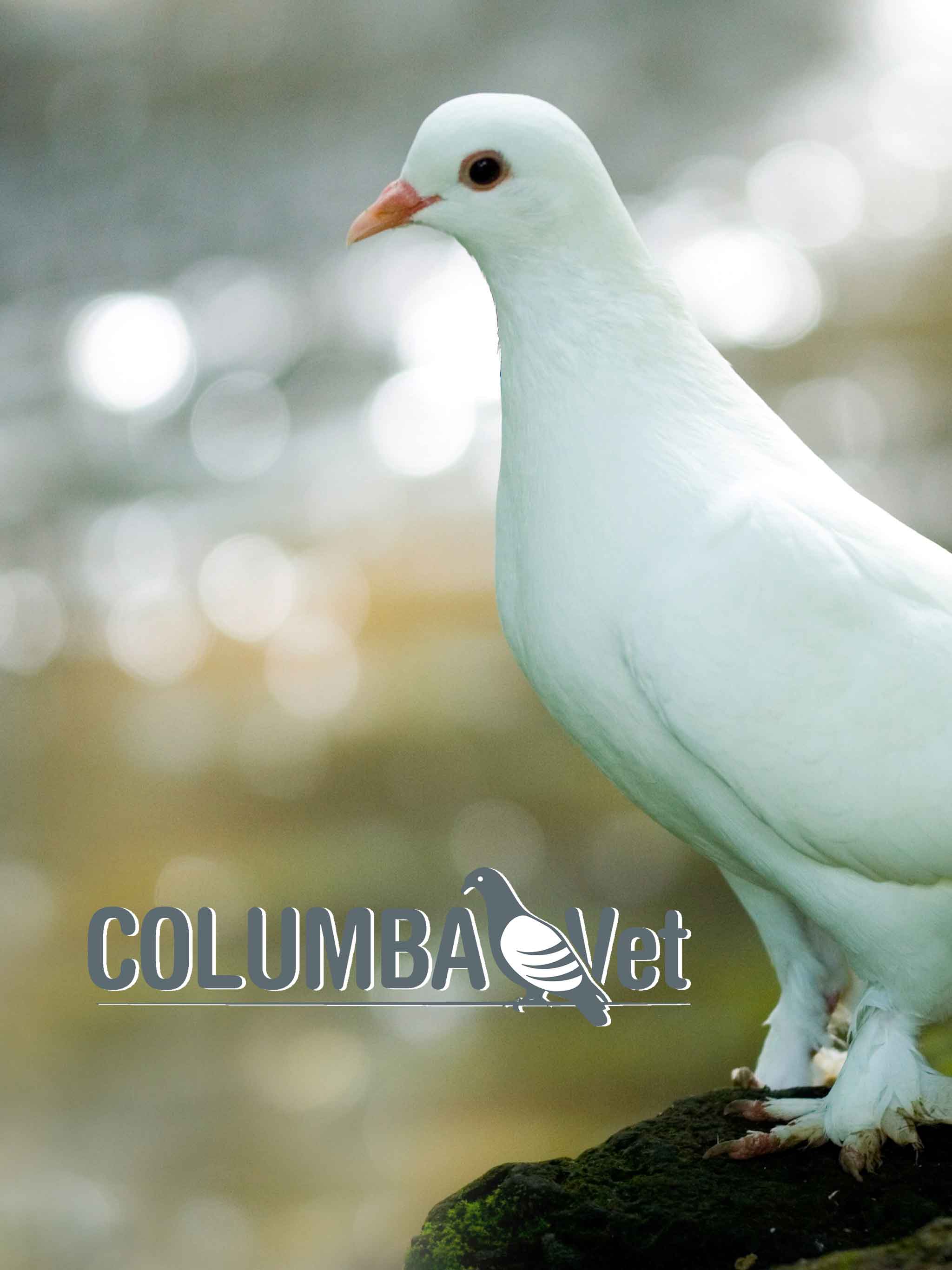 Banner columbaVet Start mobil