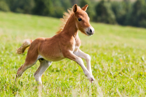 Tier, Fohlen, Pferd, Säugetier, Colt Horse