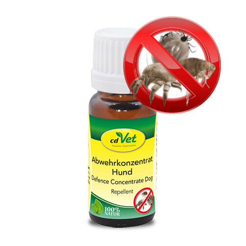 Blog-4_Abwehrkonzentrat Kräuterig, Kräuter, Pflanze, Würzen, Sirup