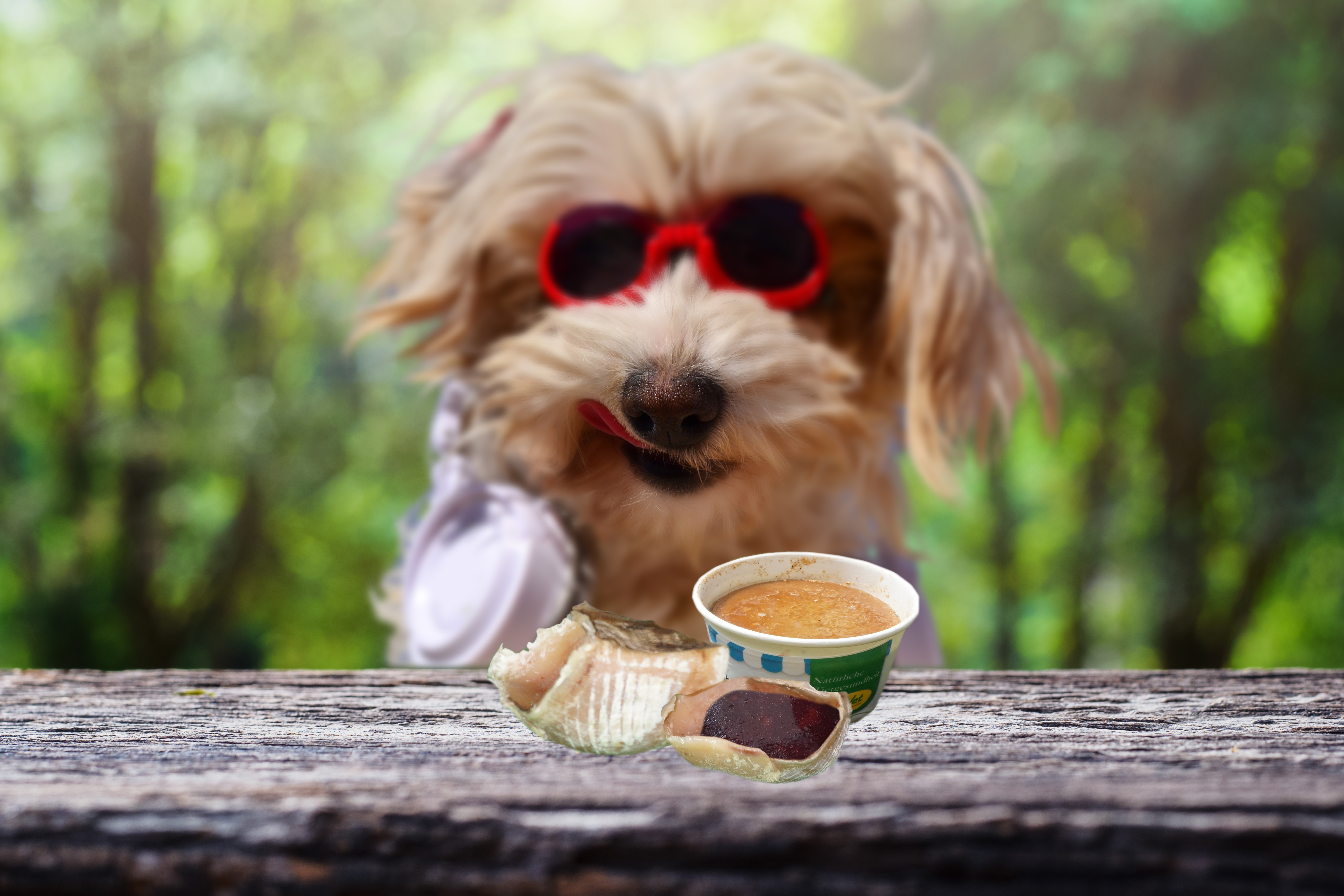 Pokal, Sonnenbrille, Hund, Welpe