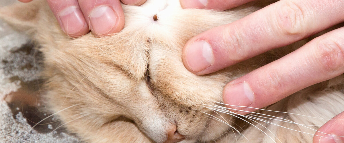 Finger, Hand, Person, Katze, Haustier