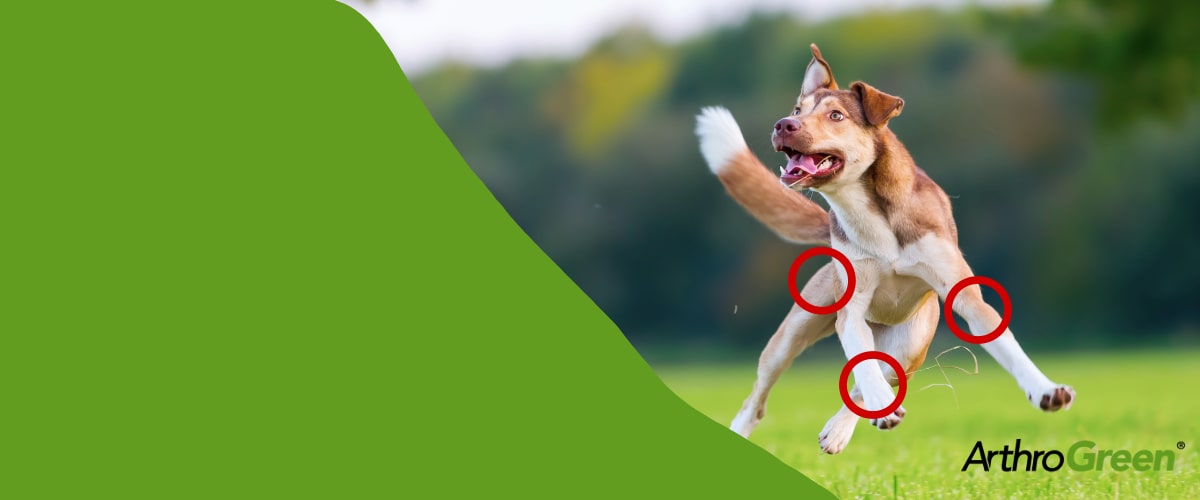 Kat-Banner-Hund-4-min Gras, Pflanze, Hund, Husky