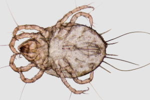 Banner Kleintiere-2 Tier, Insekt, Wirbellose, Zecke