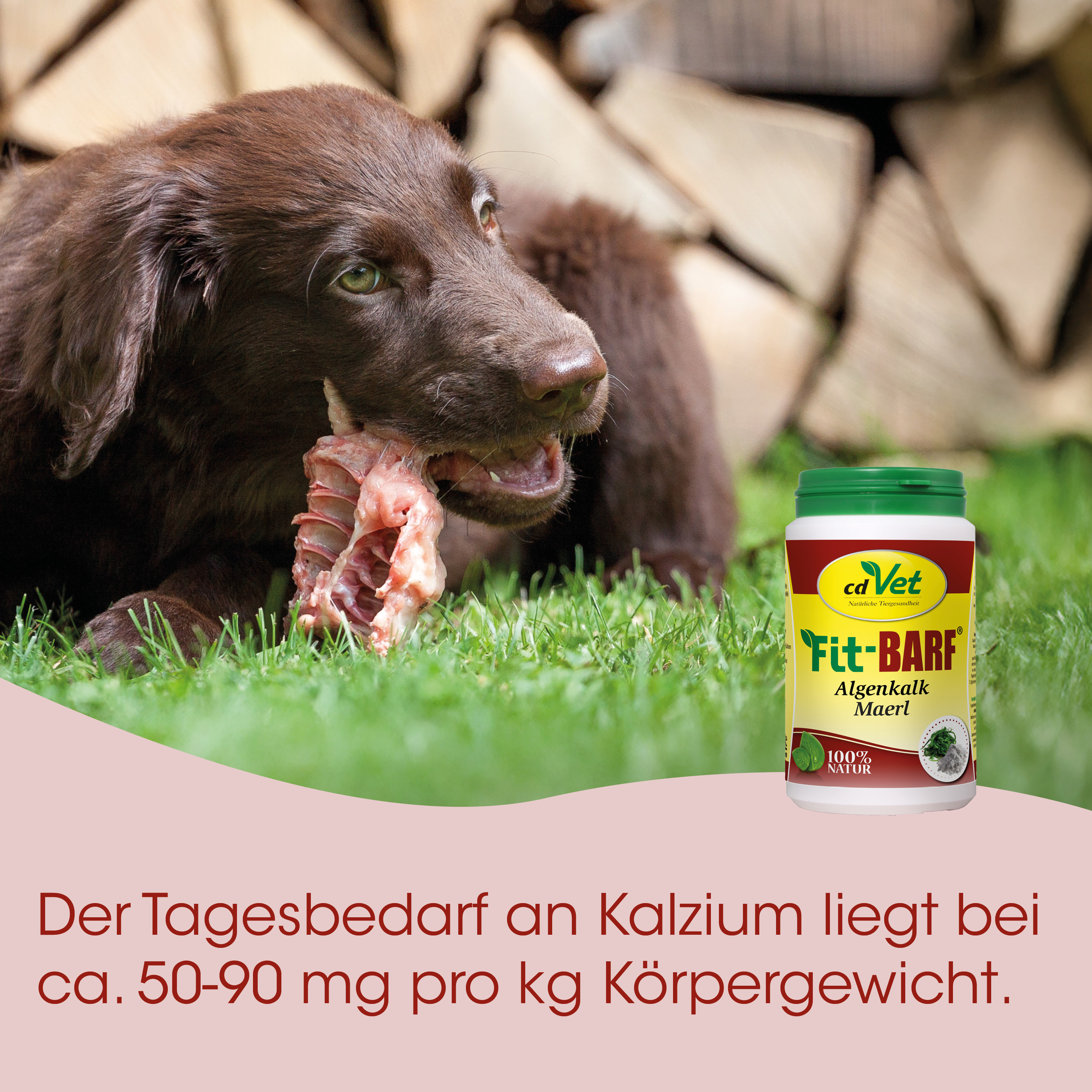 Hund, Knochen, Rinderknochen, Gras, Ernährungsergänzung