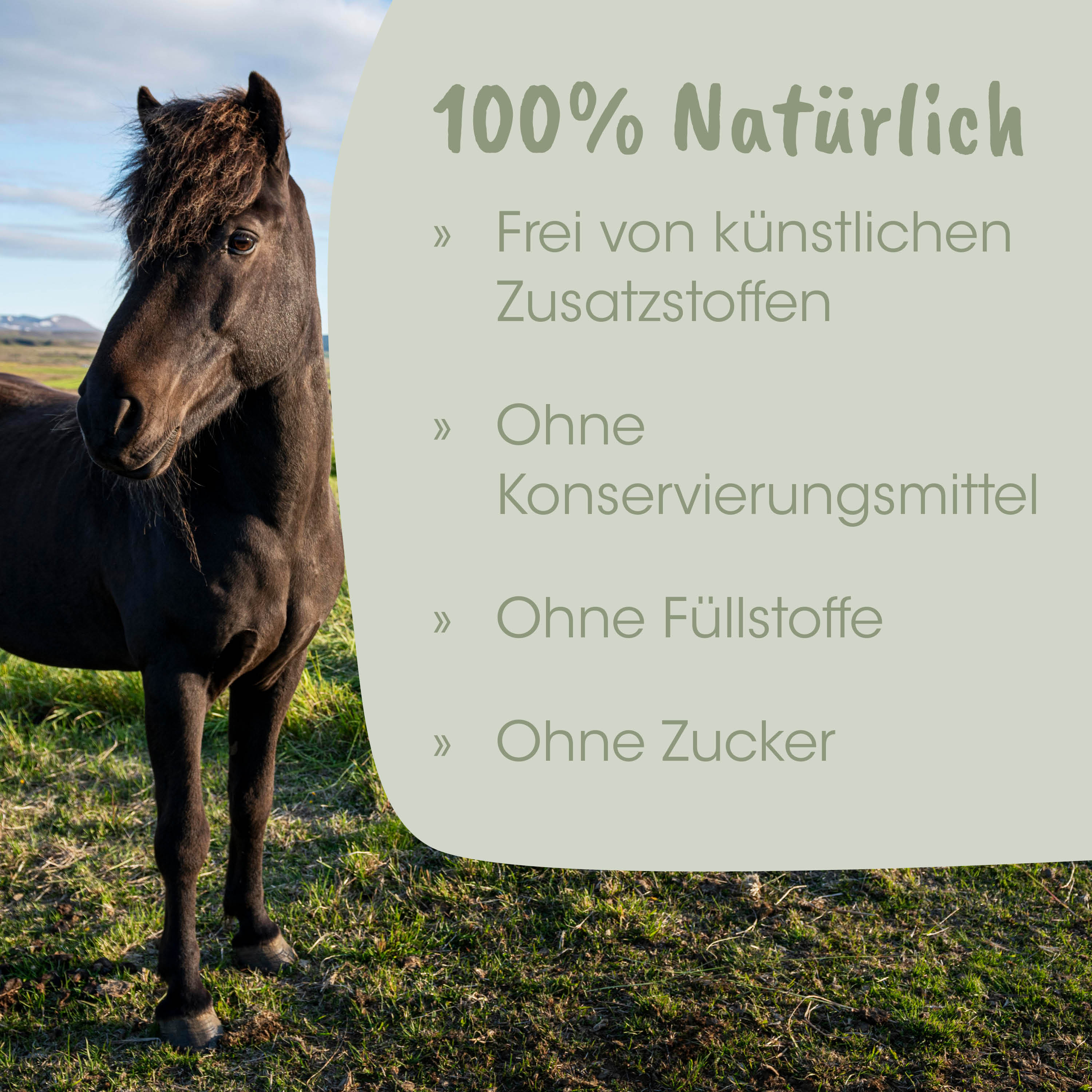 Pferd, Schwarzes Pferd, Natur, Tier, Grasland