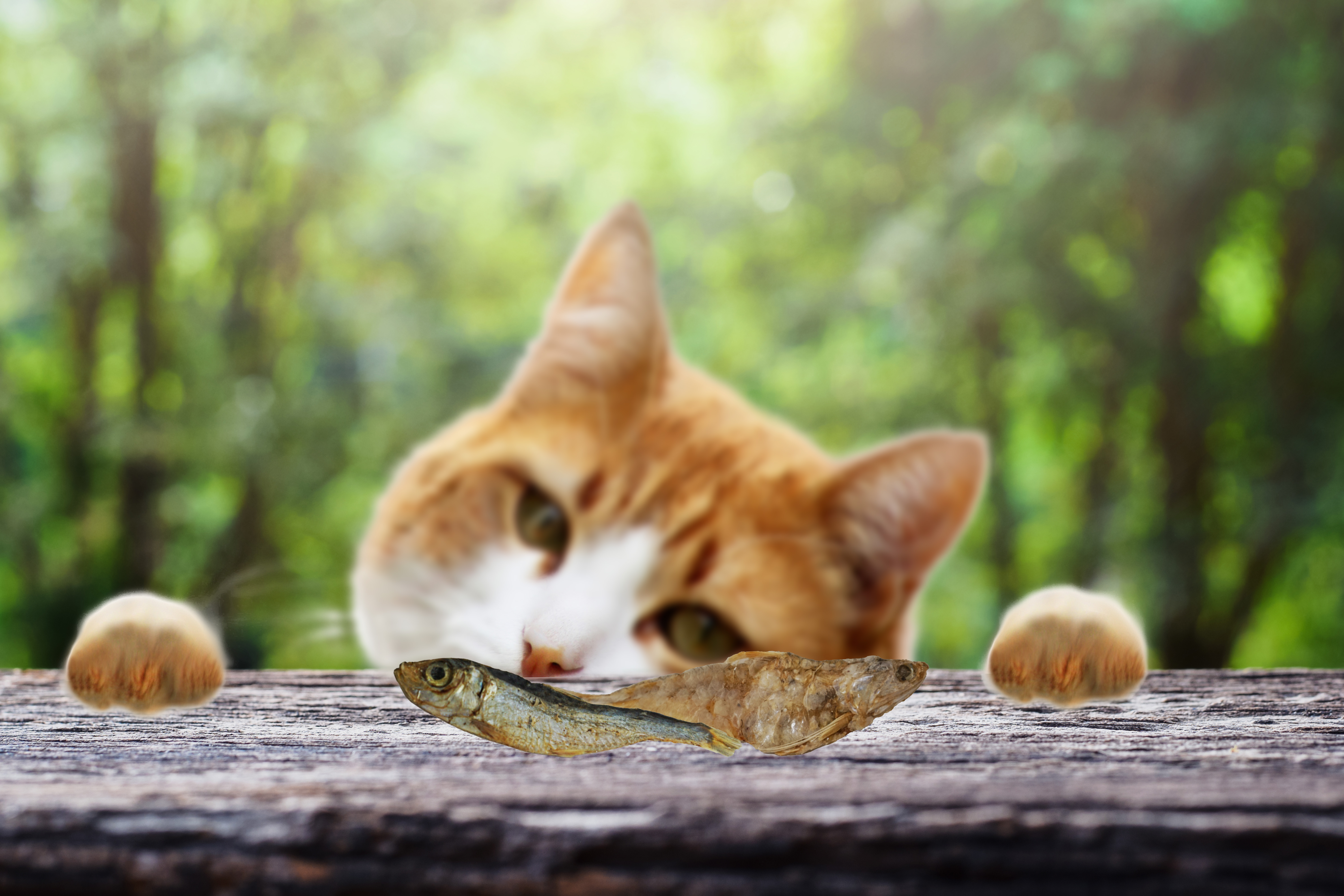 Katze, Haustier, Kätzchen, Holz, Pilz