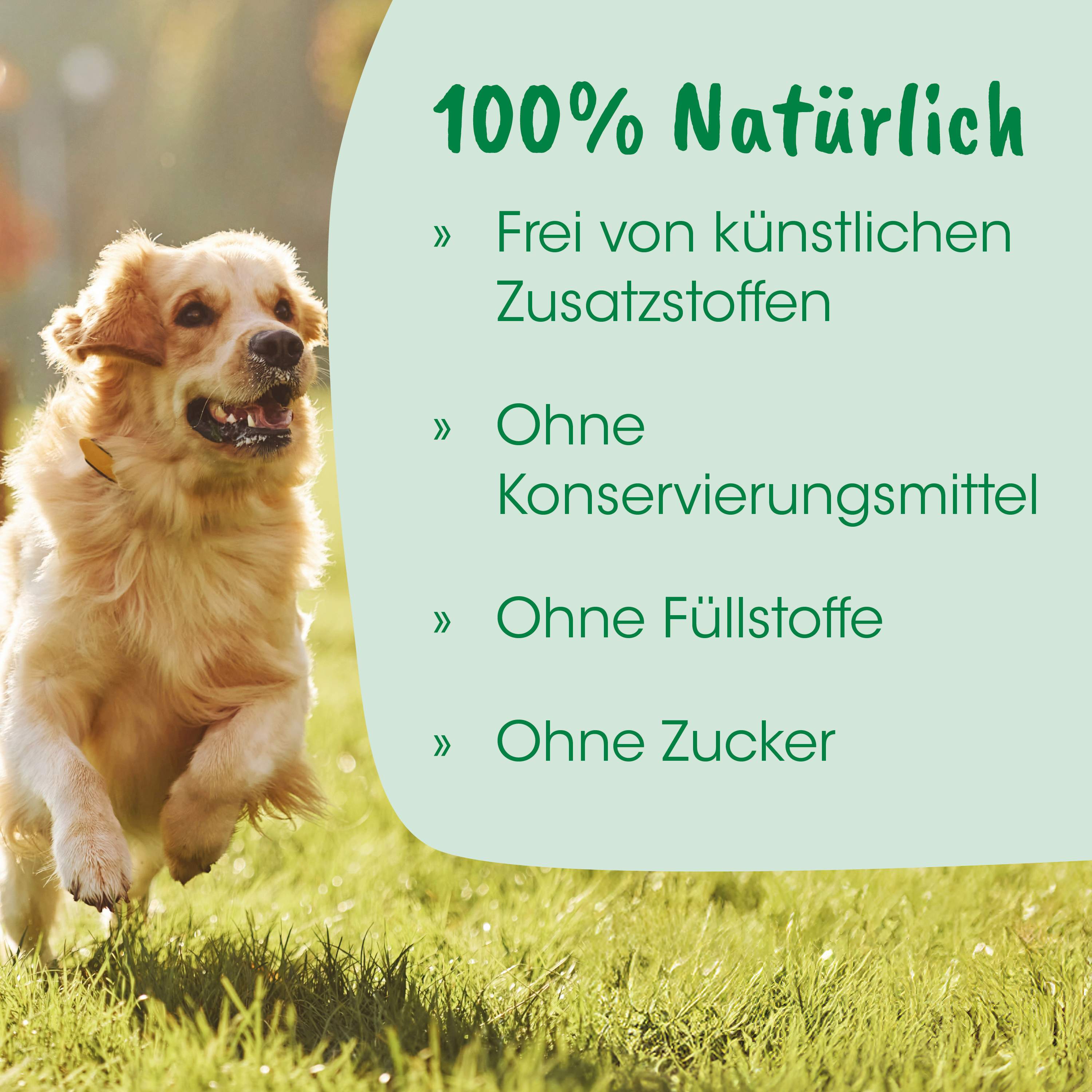 Hund, Läufer, Outdoor, Goldbraun, Collar