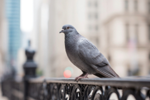 Banner Kleintiere-11 Tier, Vogel, Taube