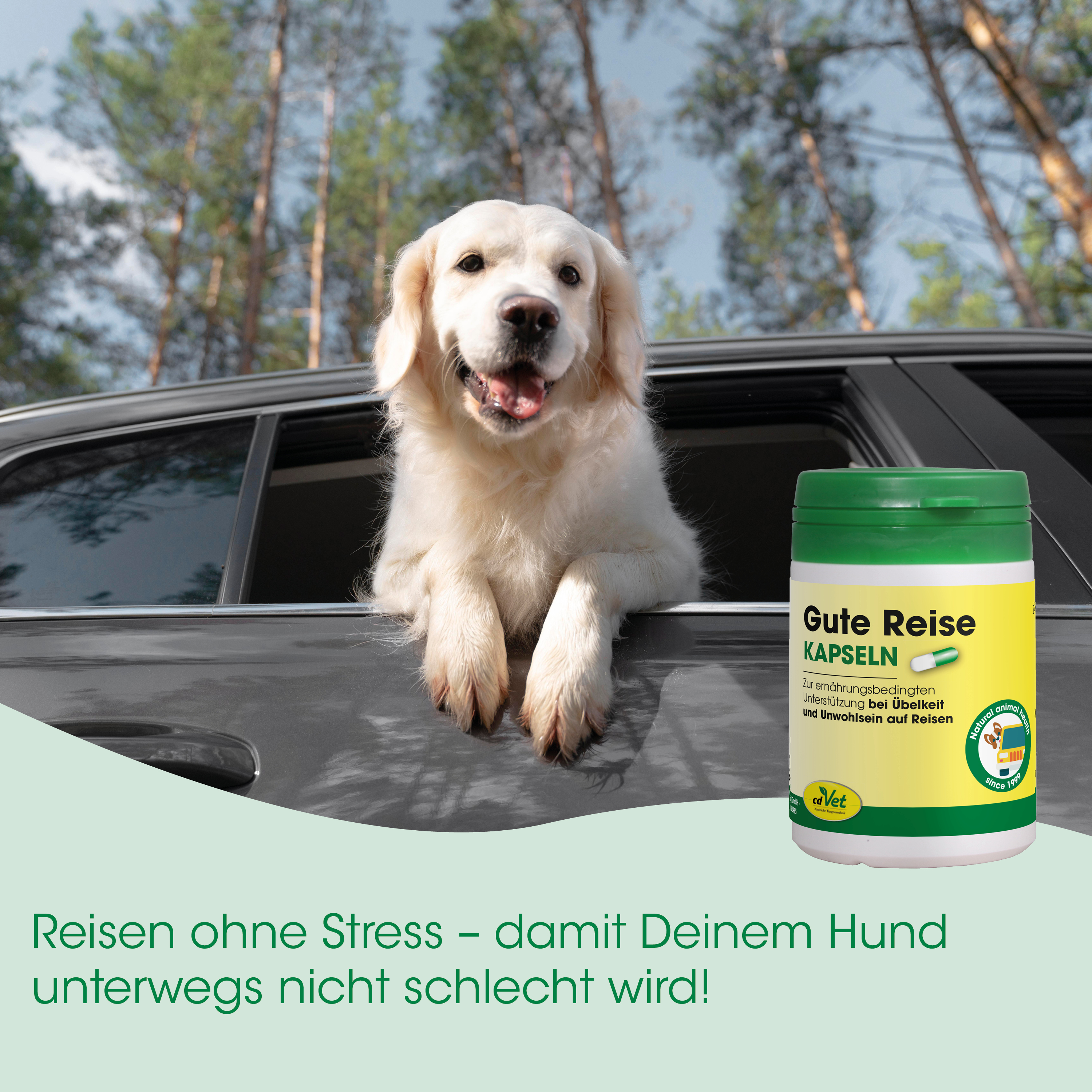 Hund, Hund mit Silikon, Reiseprodukt, Kapseln, Grüner Deckel