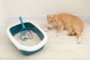 Kat Seite Katze-5 Kat Seite Katze-5