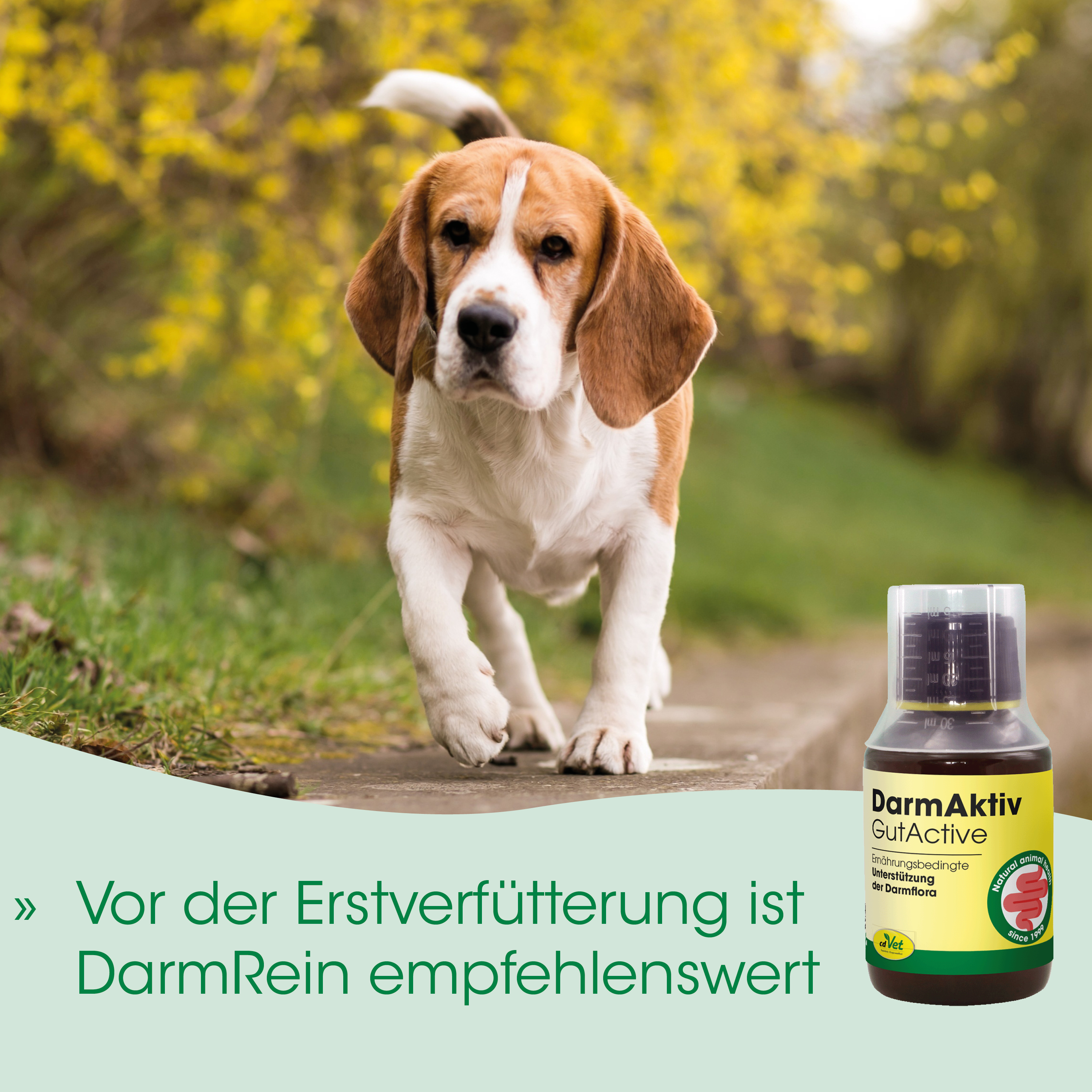 Hund, Beagle, Junge/Hundewelpe, Outdoor, Flasche